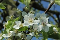 Bloesem_02