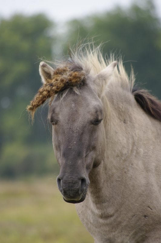 Foto's Millingenwaard