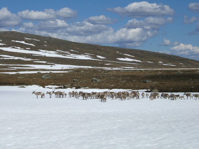 Rendieren in Noorwegen